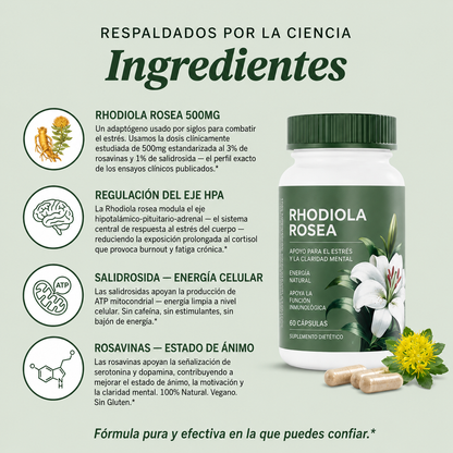 Rhodiola Rosea | Cortisol Alto. Energía Baja. Esto lo Cambia.
